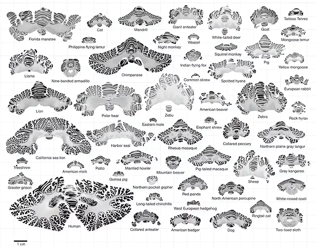 Study sheds light on evolution of brain folding in cerebellum of mammals