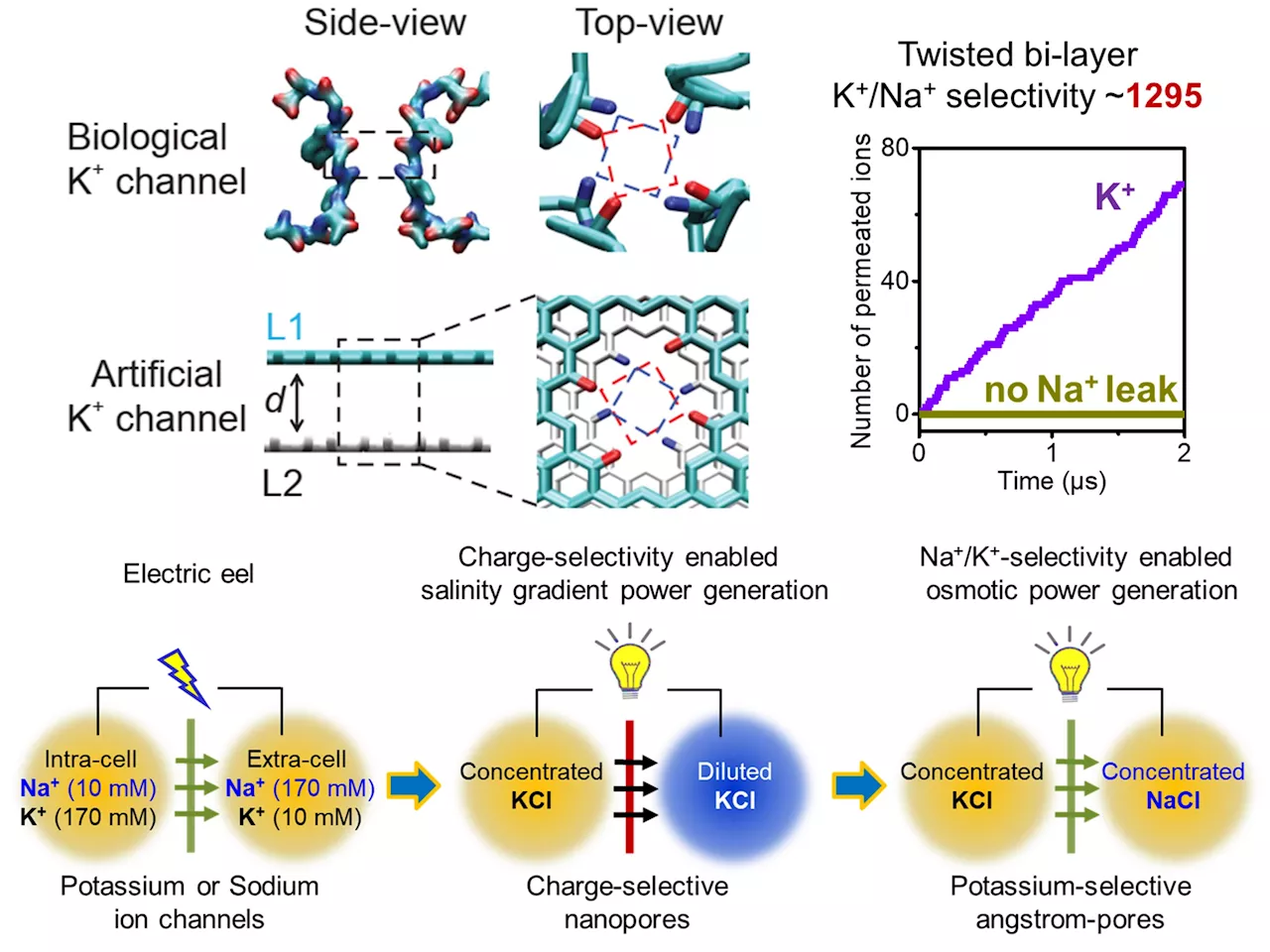 Unprecedented artificial potassium channels better mimic those of electric eels