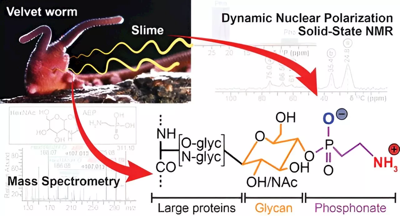 Velvet worm slime could inspire sustainable synthetic materials, study finds