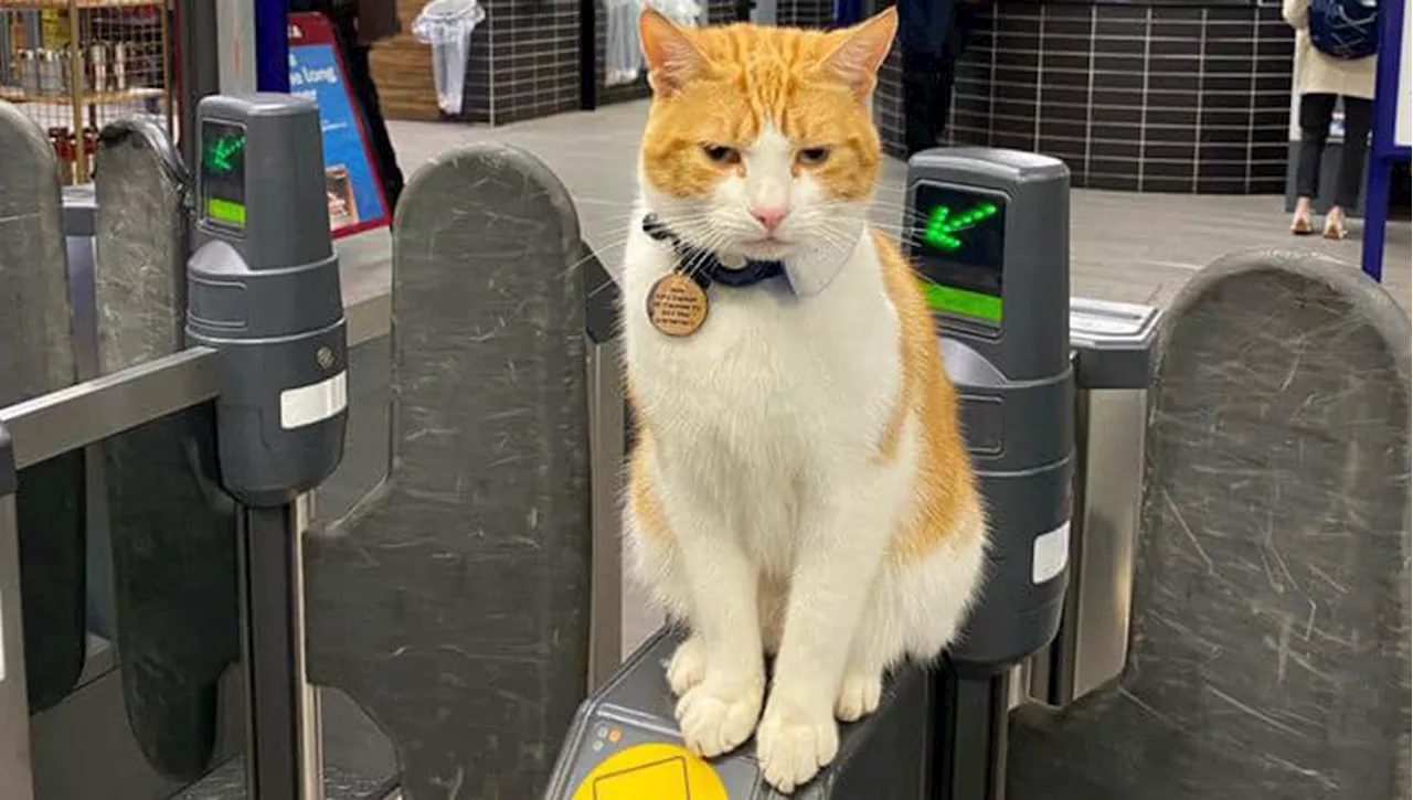 La storia della gatta Nala, mascotte dei pendolari di una stazione inglese