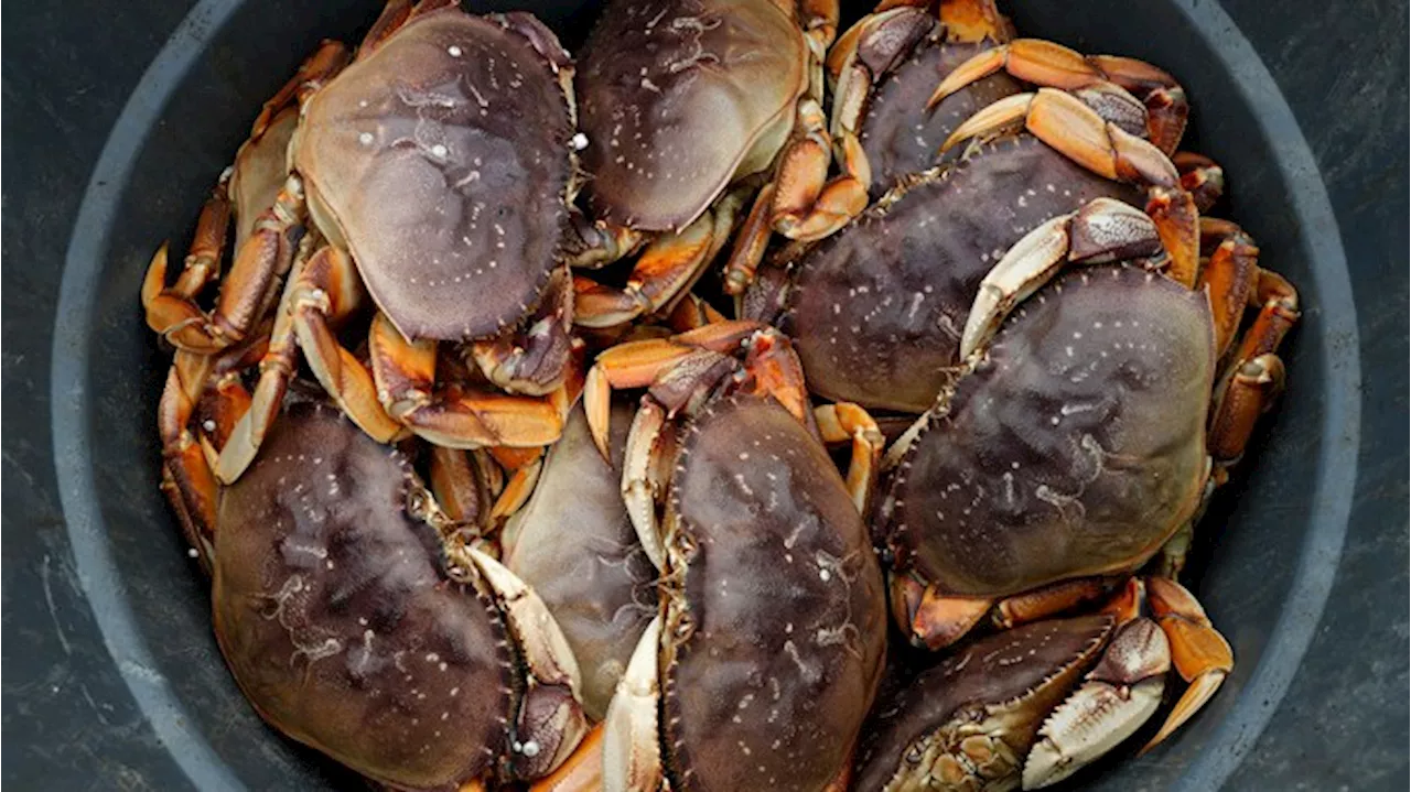 California's Dungeness Crab Season Has Been Pushed Back to December