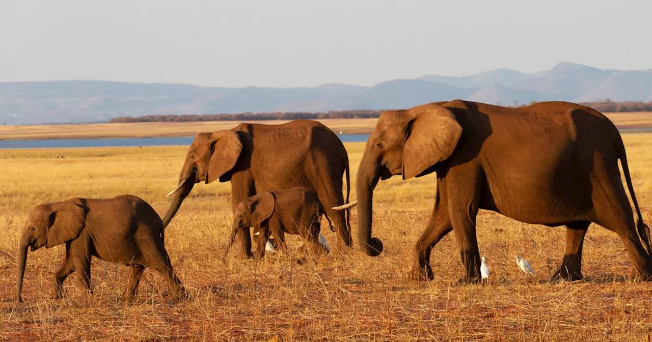 Afrika: Abenteuer am Fluss Sambesi