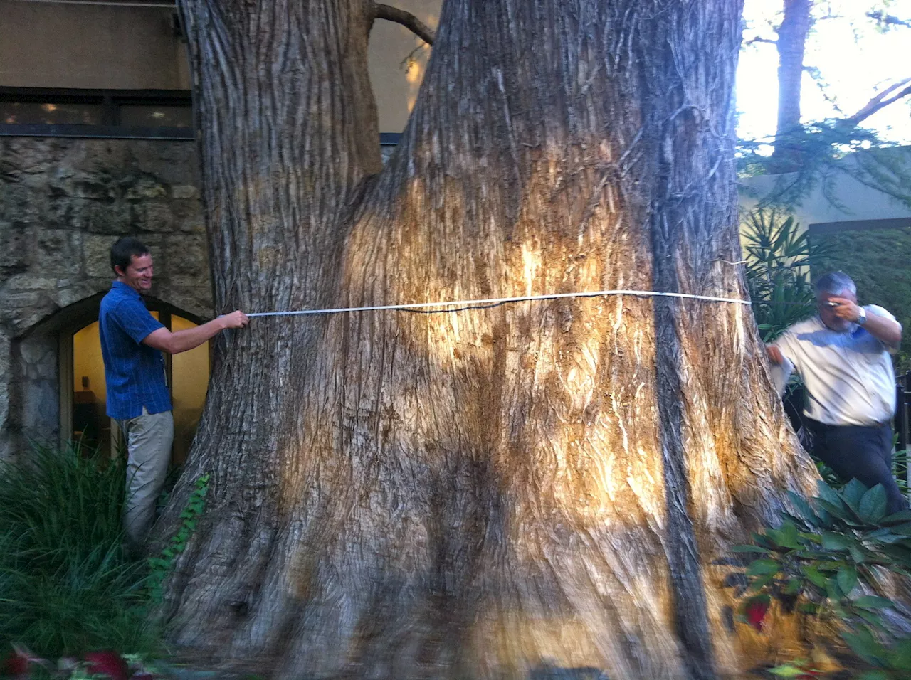 San Antonio the first in Texas to be named ‘Tree City of the World’