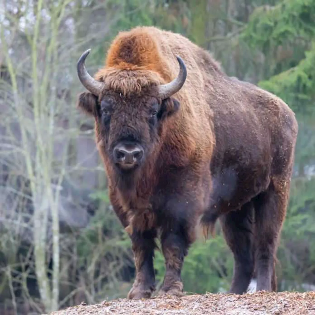 The Bison’s Tale of Resilience