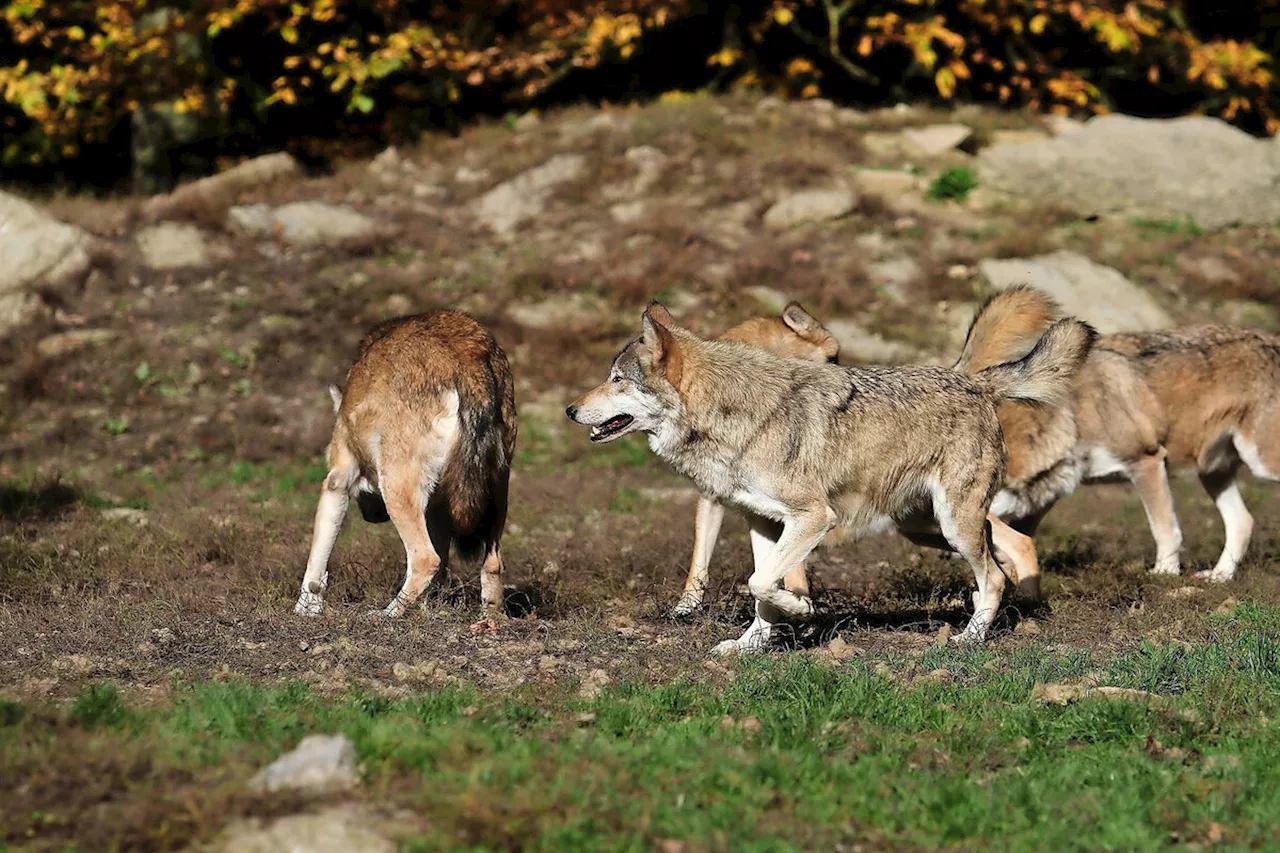 Elf Wolfsrudel haben Nachwuchs