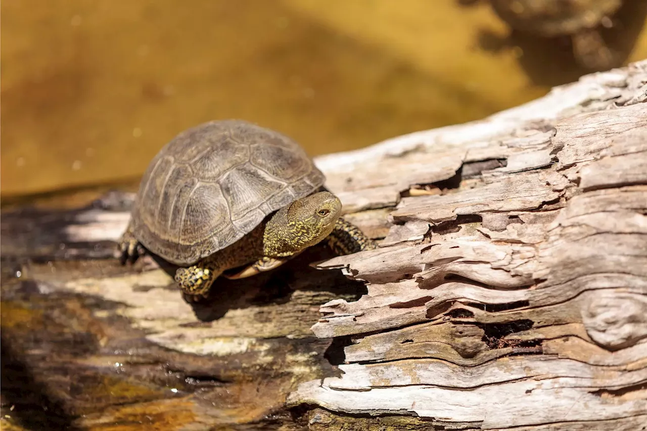 New Analysis Sheds Light on Mystery of Turtle Remains Found in Ancient Roman Iron Age Grave