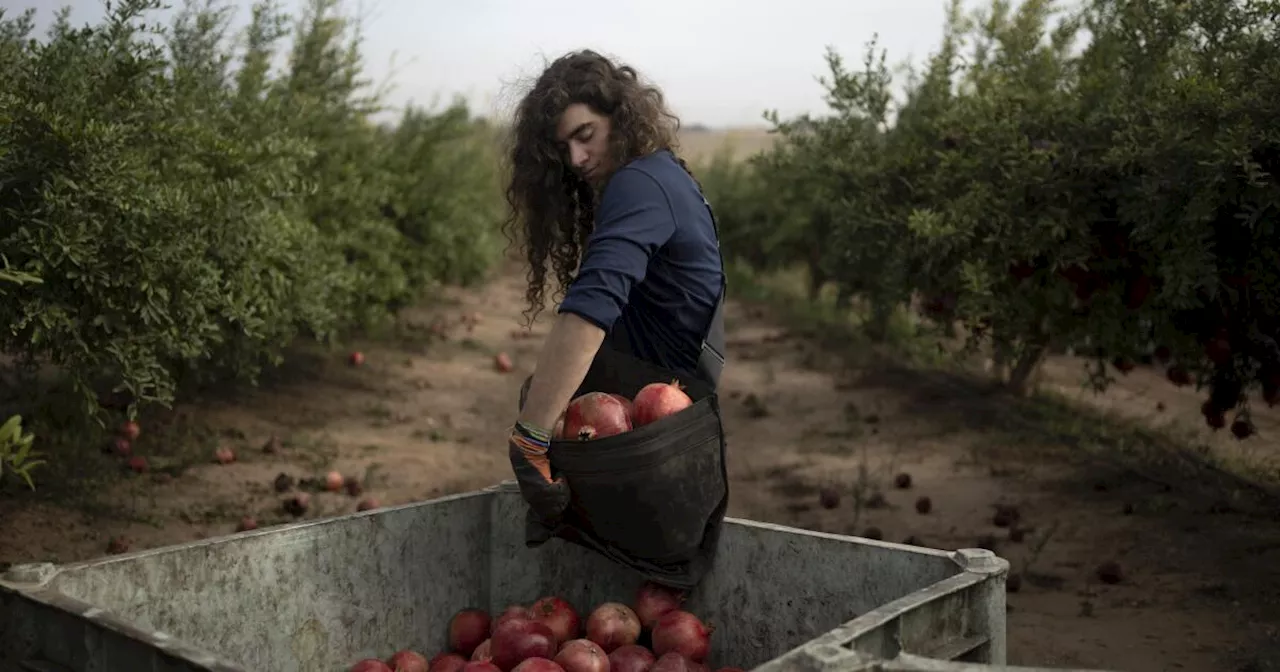 War plunged Israel’s agricultural heartlands into crisis, raising fears for its farming future