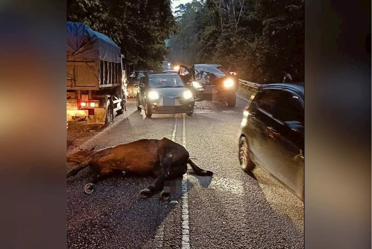 Horse hit, killed by 4WD vehicle in Selayang