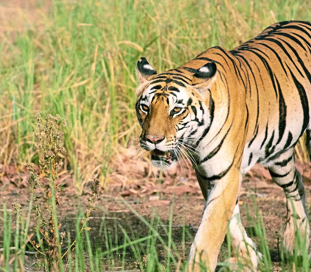 Pos Bihai Orang Asli fearful of tiger's presence after pet dog's carcass found