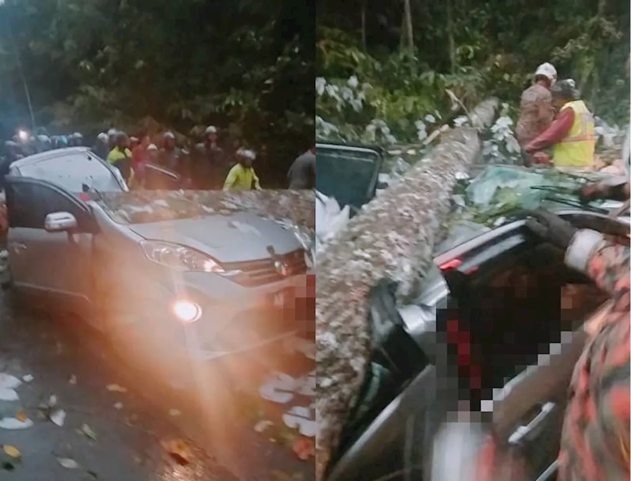 Woman in moving car crushed to death by falling tree in KL