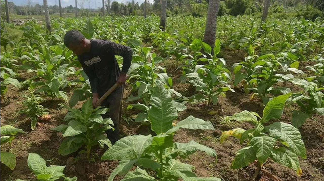 Industri Hasil Tembakau Punya Dampak Ekonomi Besar, Kemenperin Minta Penyusunan RPP Kesehatan Lebih Bijaksana