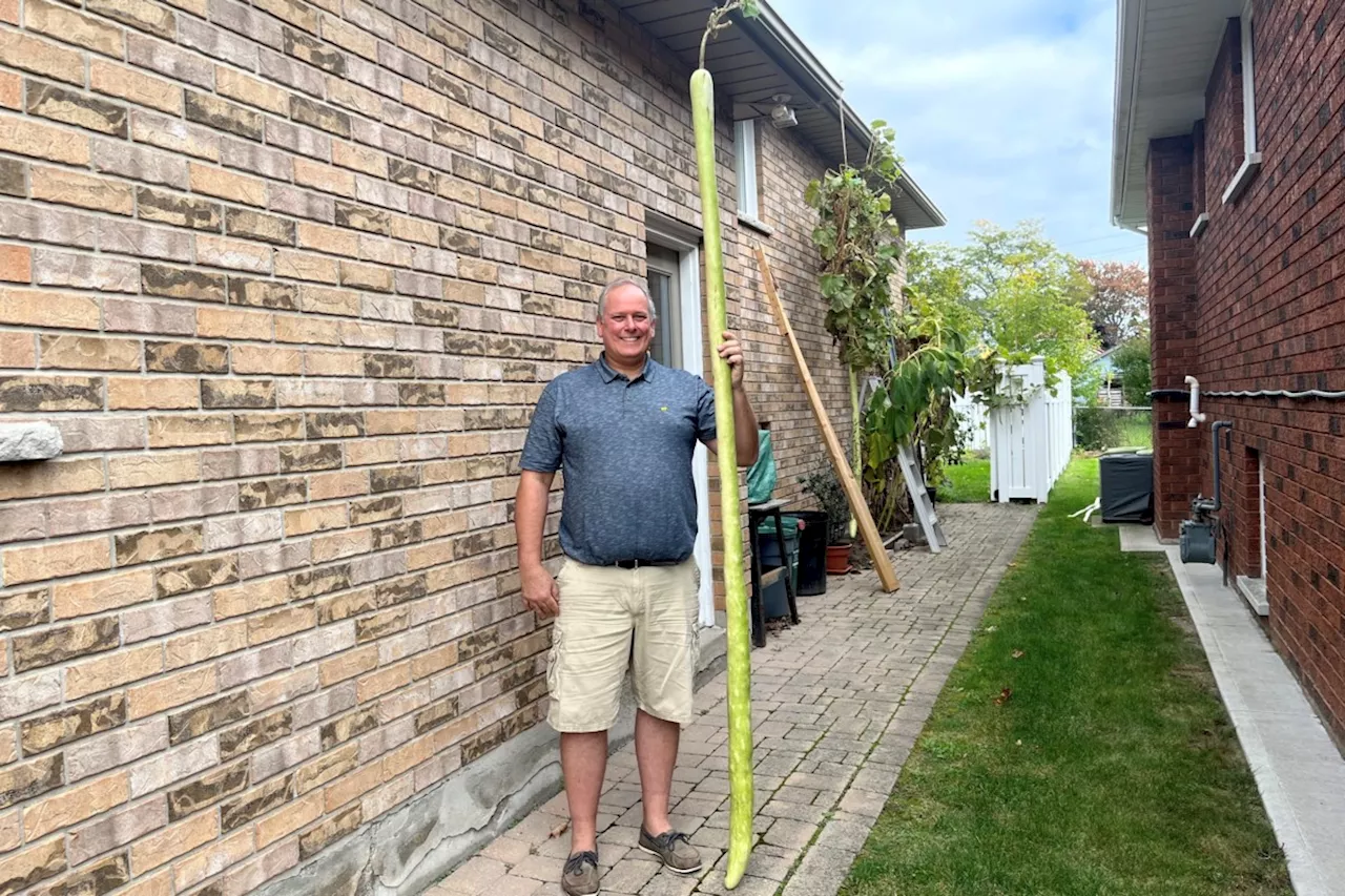 Zucchini measuring more than 8 feet could be world record holder