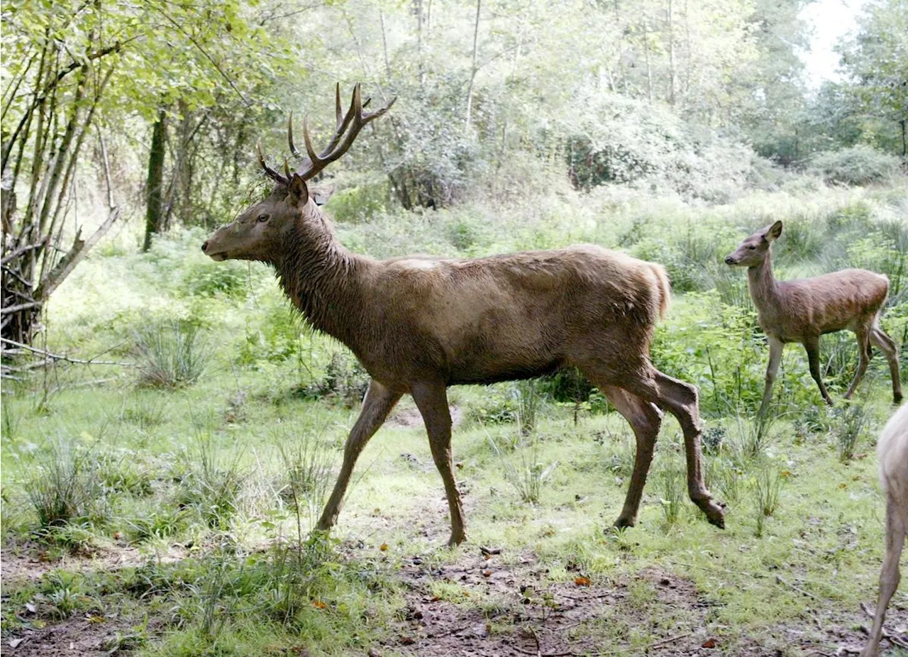 Un cerf de 250 kilos entre dans une maison, les pompiers appelés à la rescousse