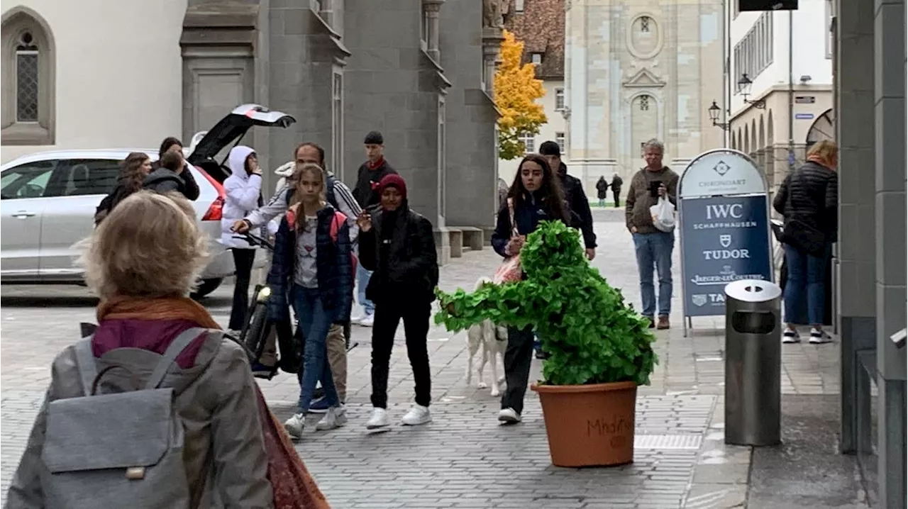 Halloween: Busch erschreckt Passanten +++ Zeugenaufruf: Kollision zwischen Autofahrer und Kind +++ Neues Gemeinschaftsgrab auf dem Ostfriedhof