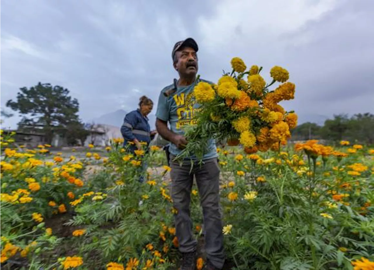 La Candelaria, el campo de cempasúchil que atrae a turistas de Saltillo y Monterrey (fotogalería)