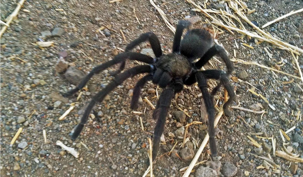 Foreign tourists braking to avoid tarantula cause crash in Death Valley National Park