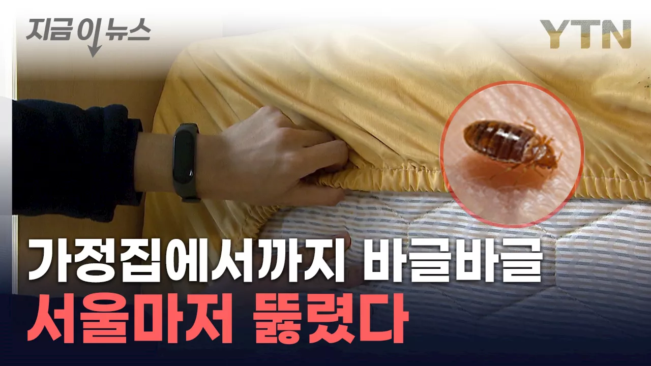 이제 한국도 청정국 아닌가...서울까지 '빈대 습격' [지금이뉴스]