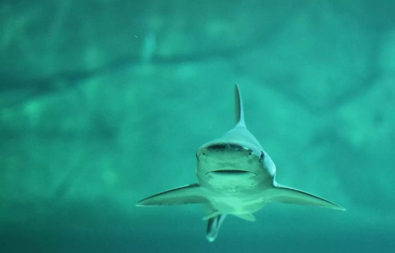 Ils Filment L’attaque Impressionnante D’un Requin Sur Un Banc De Raies