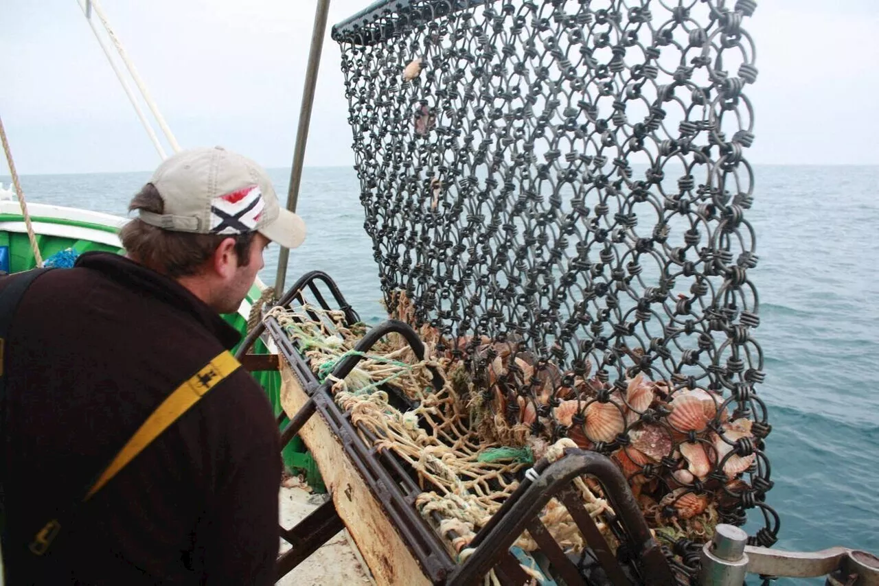 Coquille Saint-Jacques : un stock record en baie de Saint-Brieuc