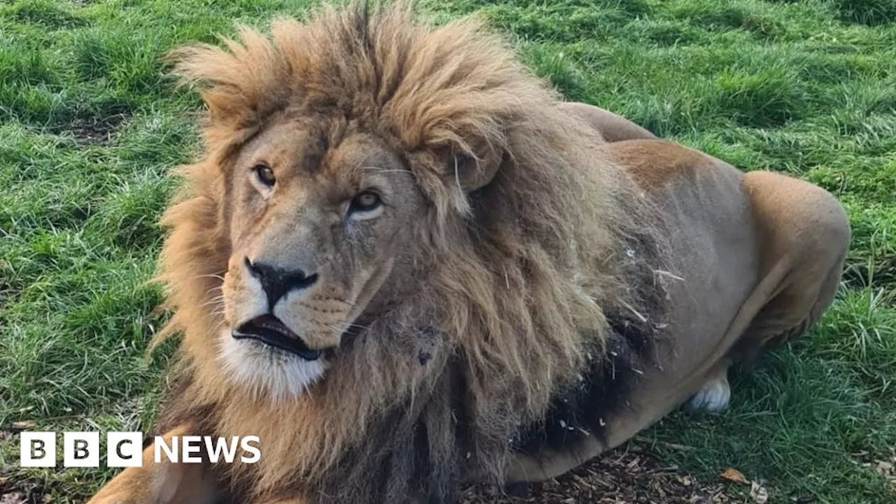 Simba, Yorkshire Wildlife Park's 14-year-old lion, dies