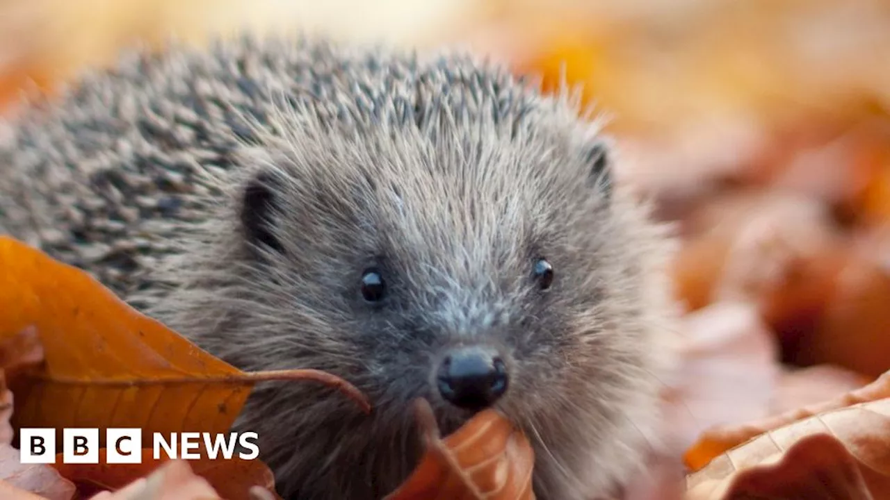 Wildlife trust launches £3m 'nature recovery' appeal