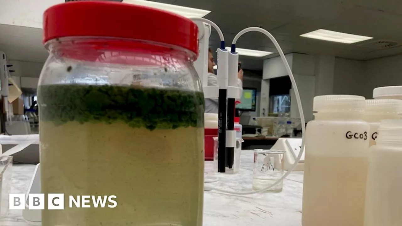 Lough Neagh: How do you solve the blue-green algae problem?