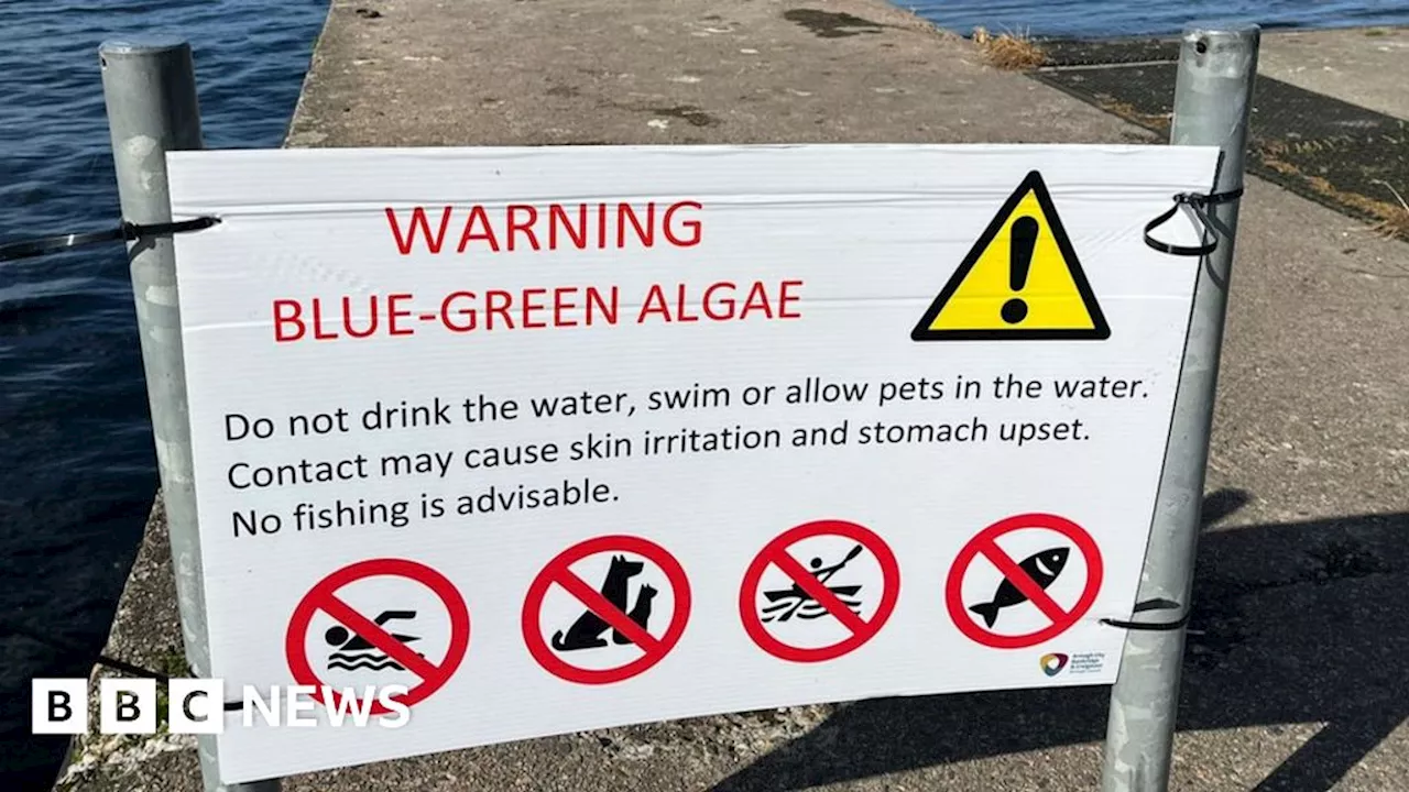 Lough Neagh: Wild swimming could return this winter, Daera says