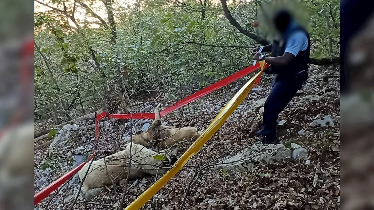 Alpes-de-Haute-Provence: une enquête ouverte après la mort par balles de deux chiens patous