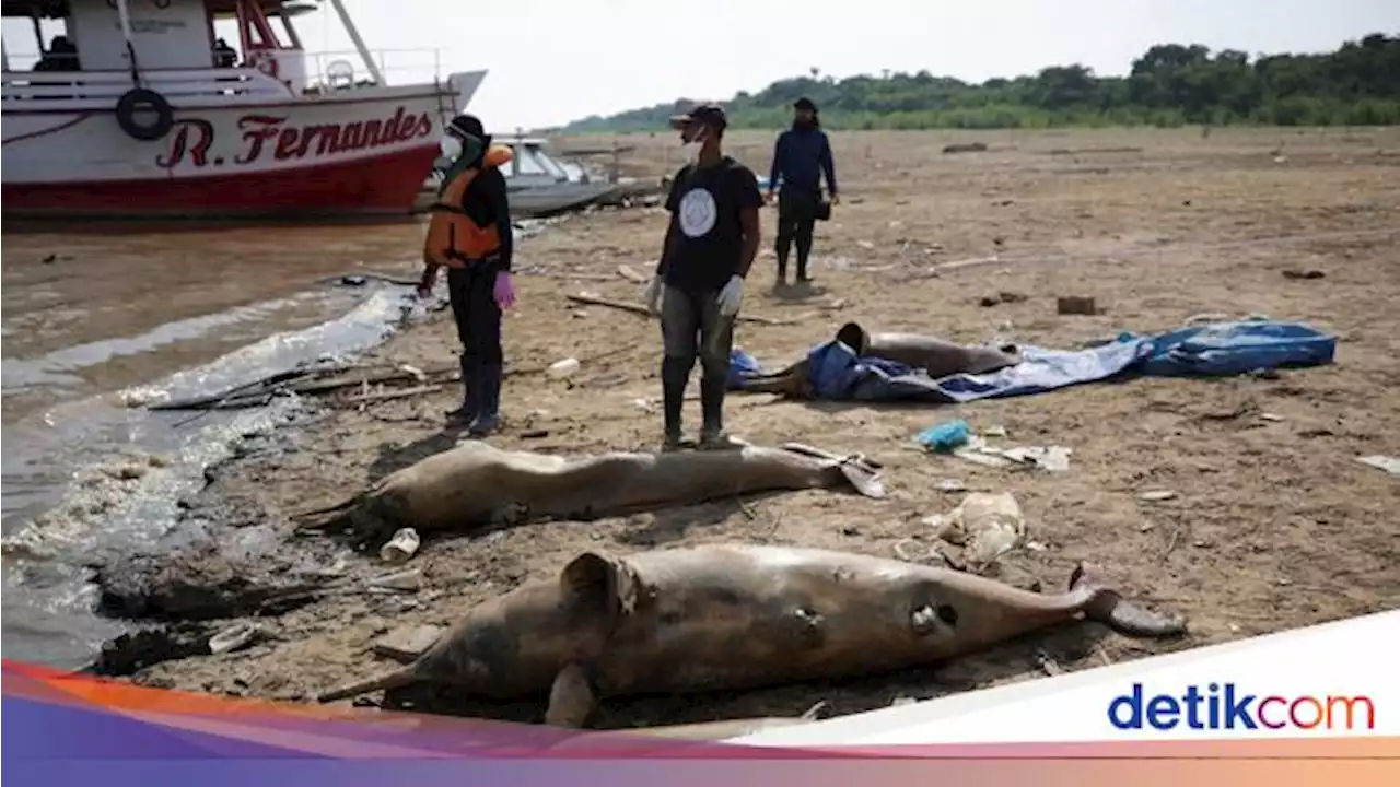 Ratusan Lumba-lumba di Sungai Amazon Mati, Benarkah Karena Perubahan Iklim?