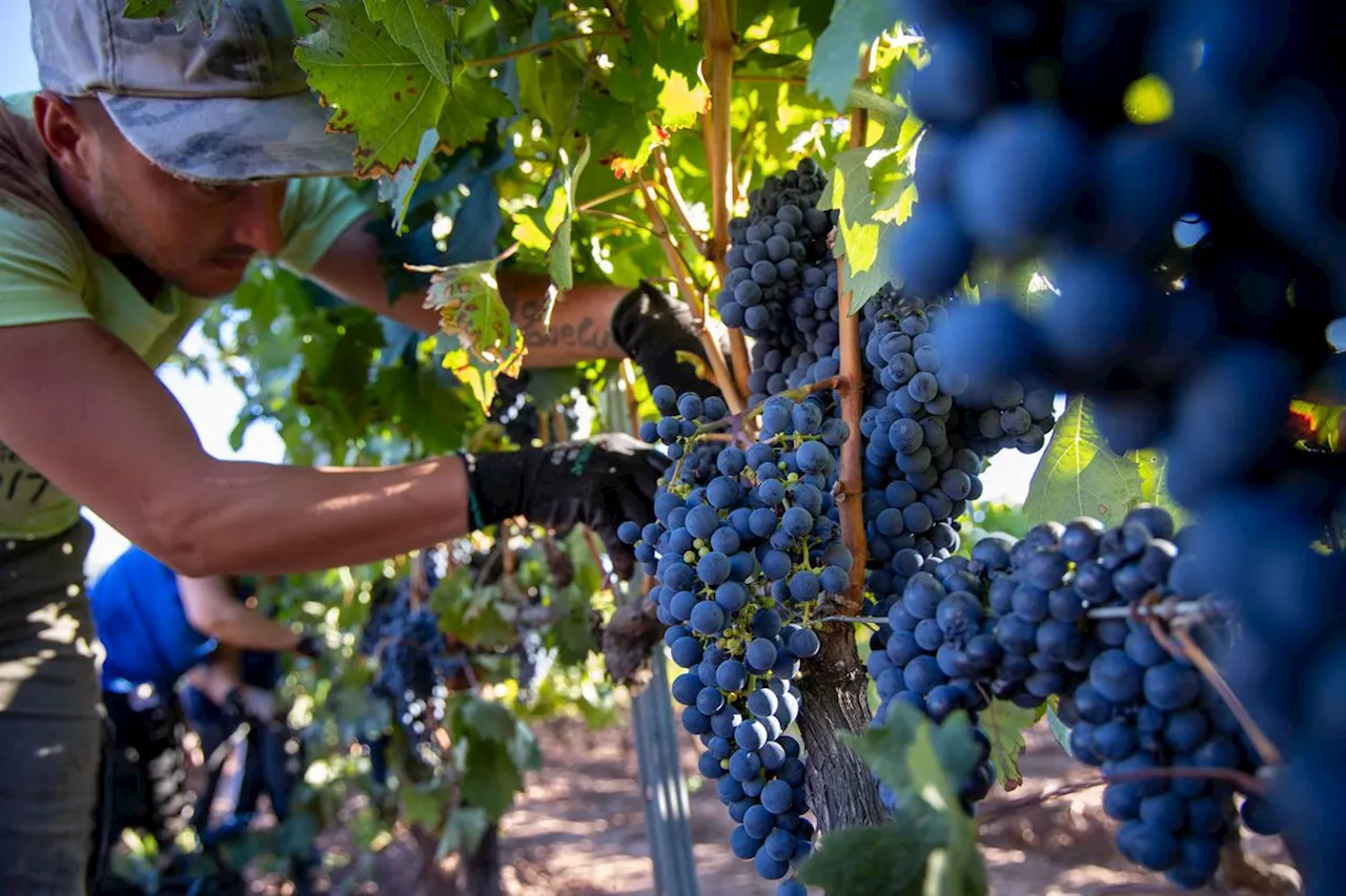 La Audiencia Nacional imputa a directivos de las bodegas Félix Solís y García Carrión por estafa en la venta de vino