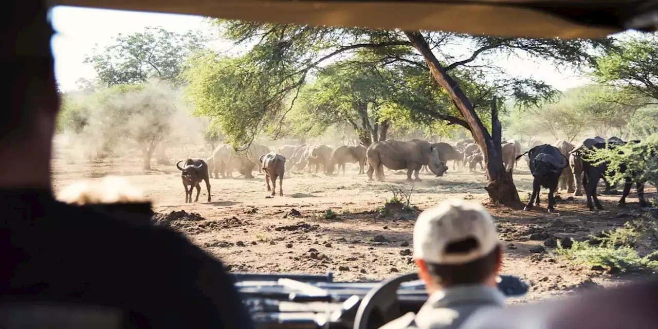 Südafrika: Öko-Safari: Wie Luxus-Lodges in Nachhaltigkeit investieren