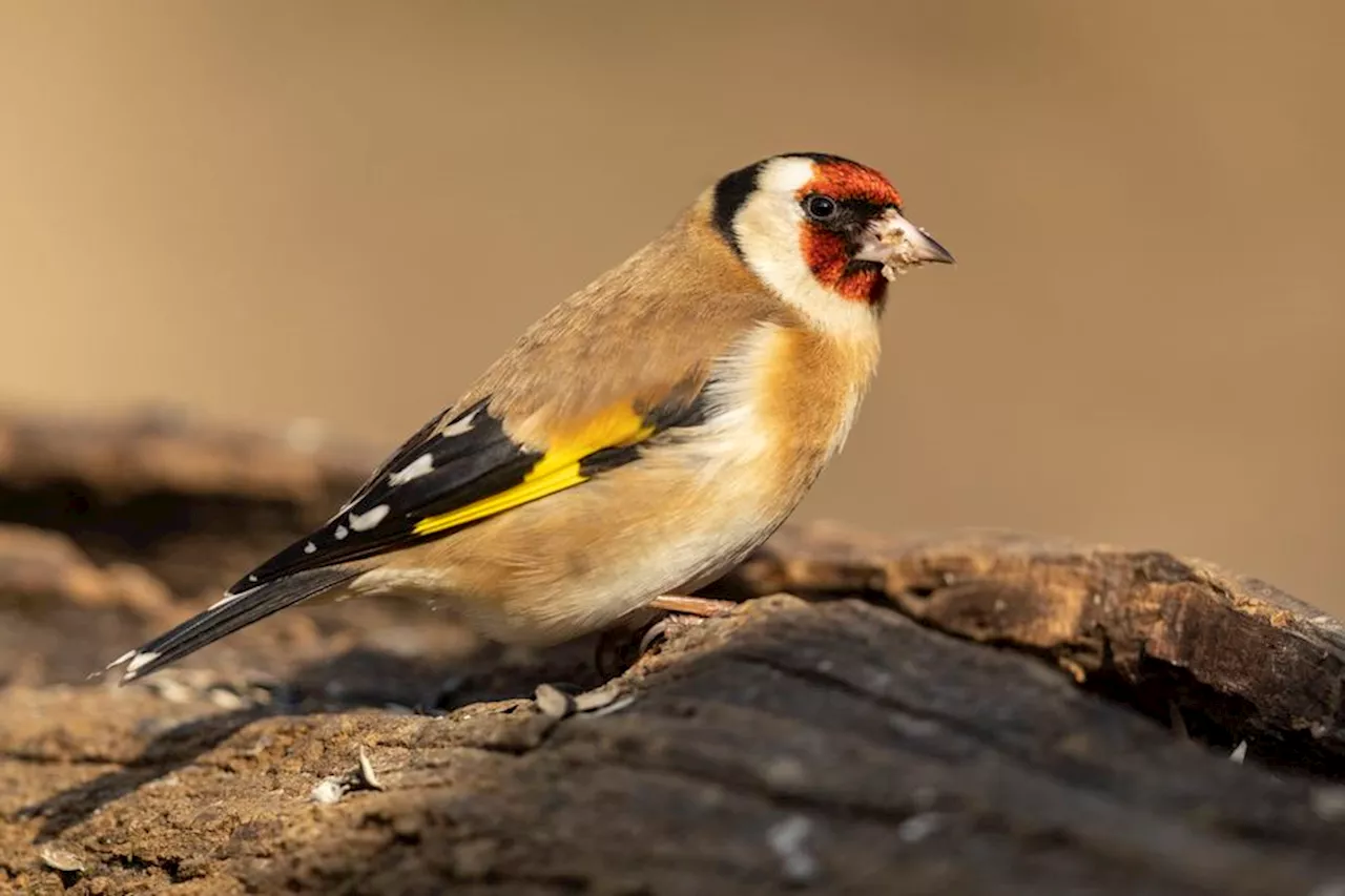 Un trafic international d'oiseaux en voie de disparition démantelé en Île-de-France