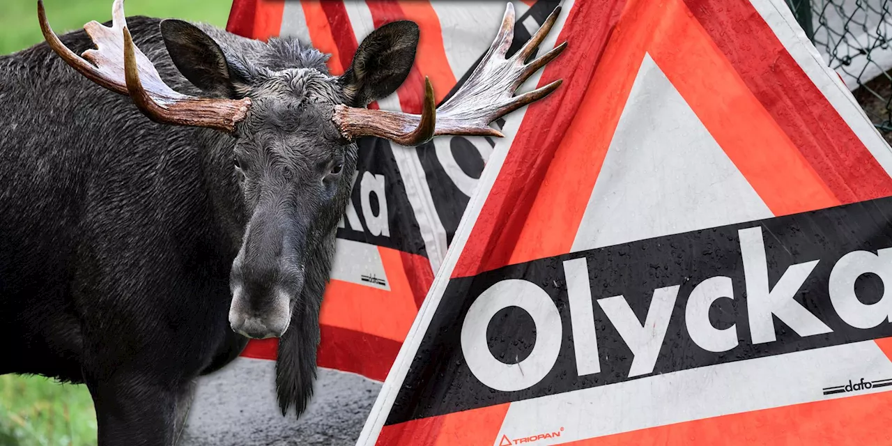 Personbil har krockat med älg på väg 272