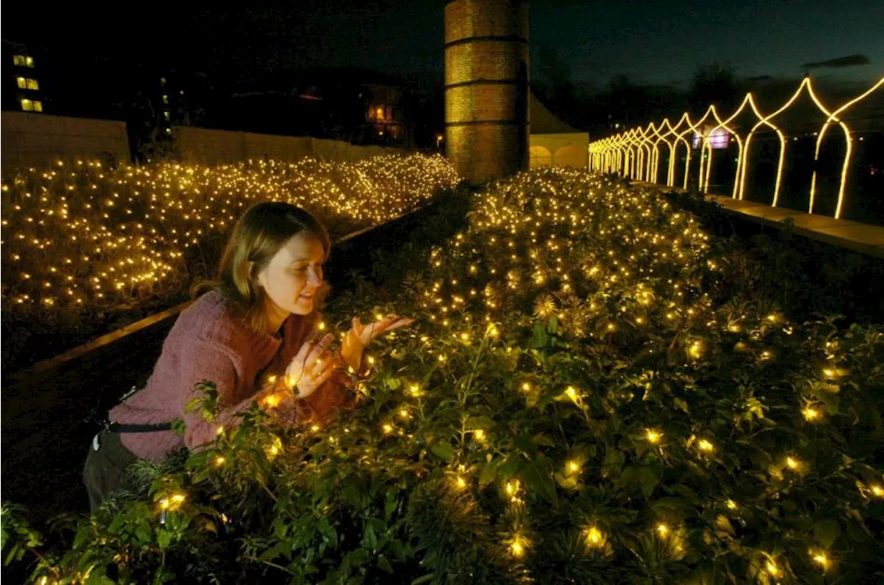 Glasgow's 'secret garden' which has lit up community for 20 years