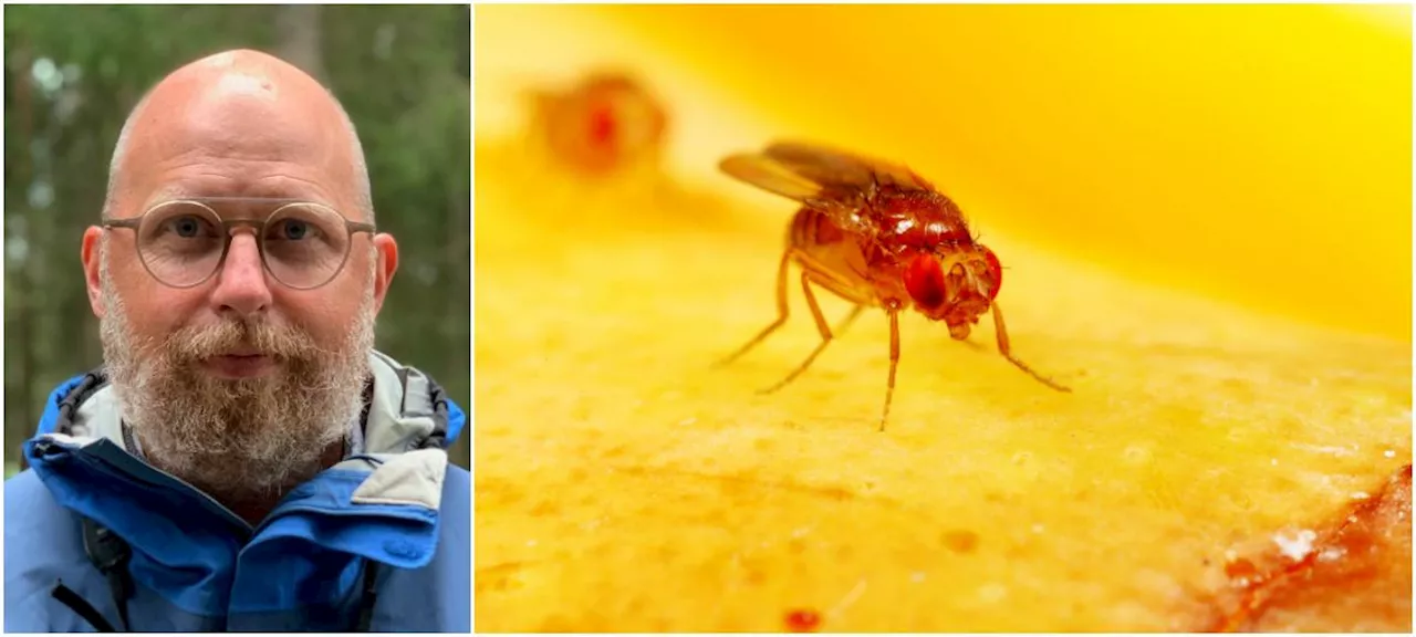 Så blir du av med bananflugorna hemma