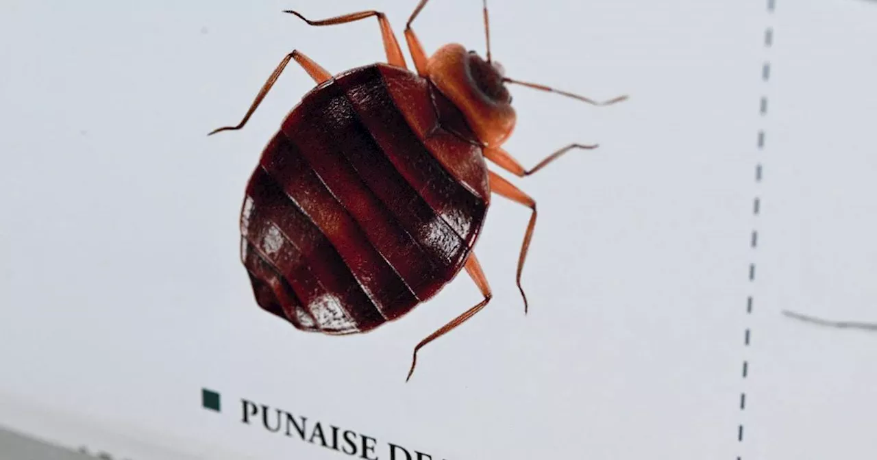 Bedbugs in Paris: French transport minister to hold emergency meeting with operators