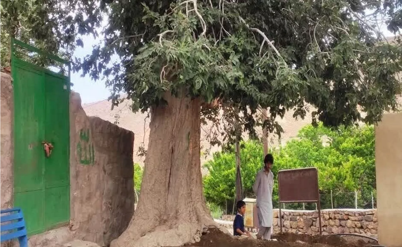 عملیات احیای درخت کهنسال 'تاگ' در روستای روپس هفتاد ملا انجام شد