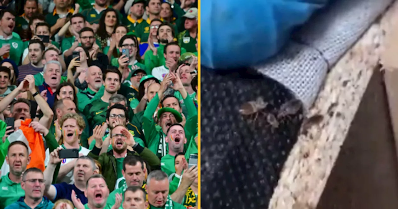 Irish rugby fans on alert as bedbugs invade French cities