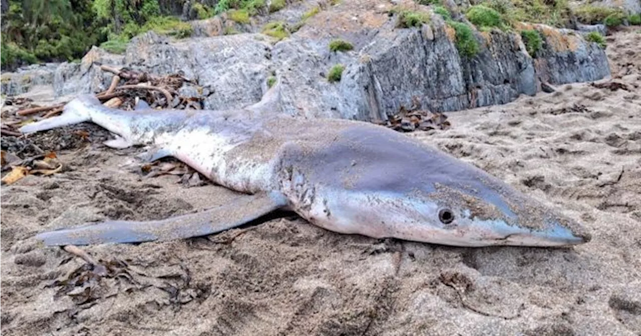 Researchers called after shark washes up on Cork beach with 'no clear cause of death'