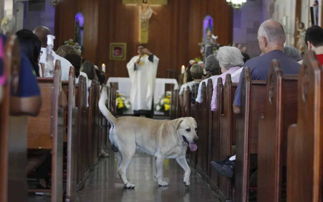 Cachorro atropelado em Bangu recebe bênção no dia de São Francisco de Assis | Rio de Janeiro