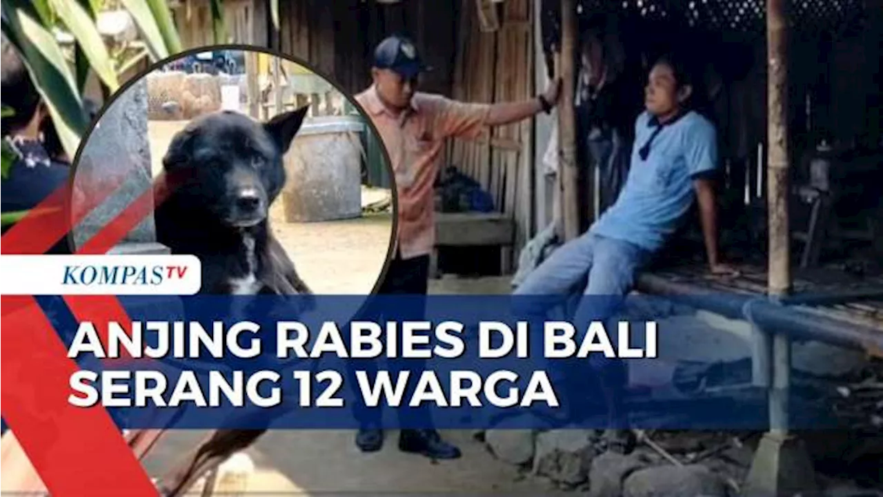 Antisipasi Merebaknya Rabies, Petugas Puskeswan Vaksin Anjing-Anjing di Karangasem