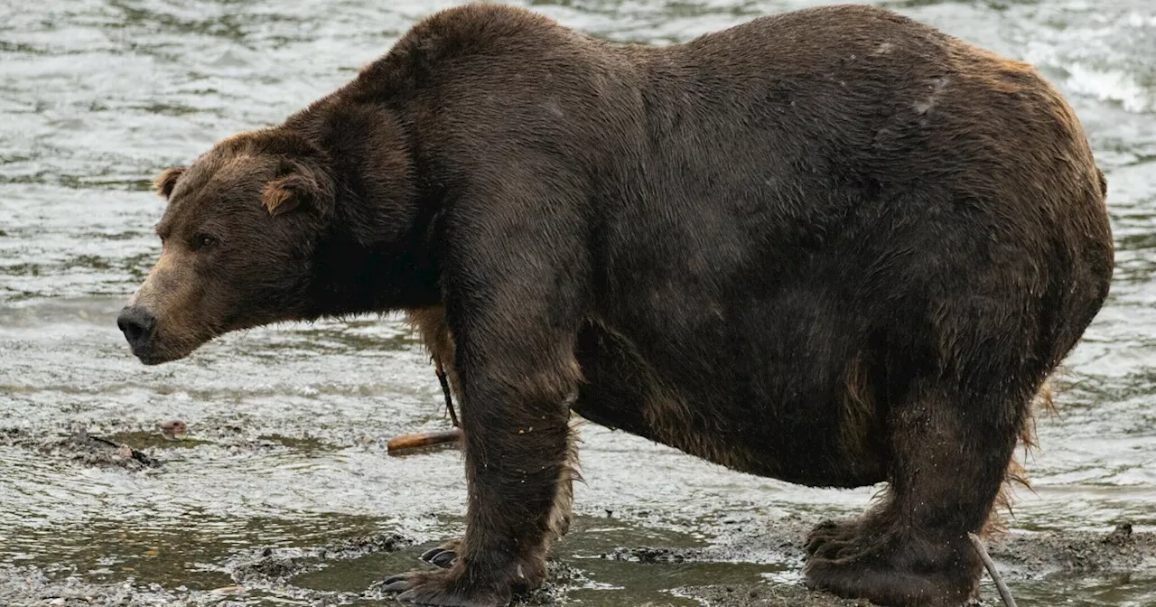 Chonky and they know it: Voting starts in Fat Bear Week
