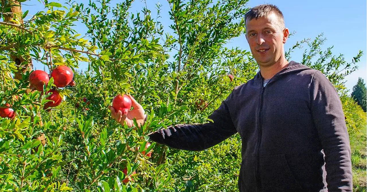 Orgon : la grenade est de retour dans les vergers provençaux et un syndicat vient d'être créé