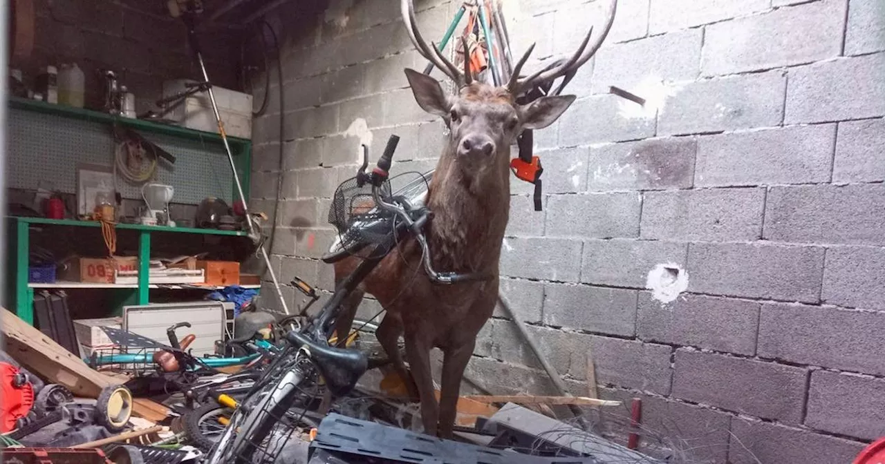 Dordogne : une habitante se retrouve face à un cerf, tombé dans son garage