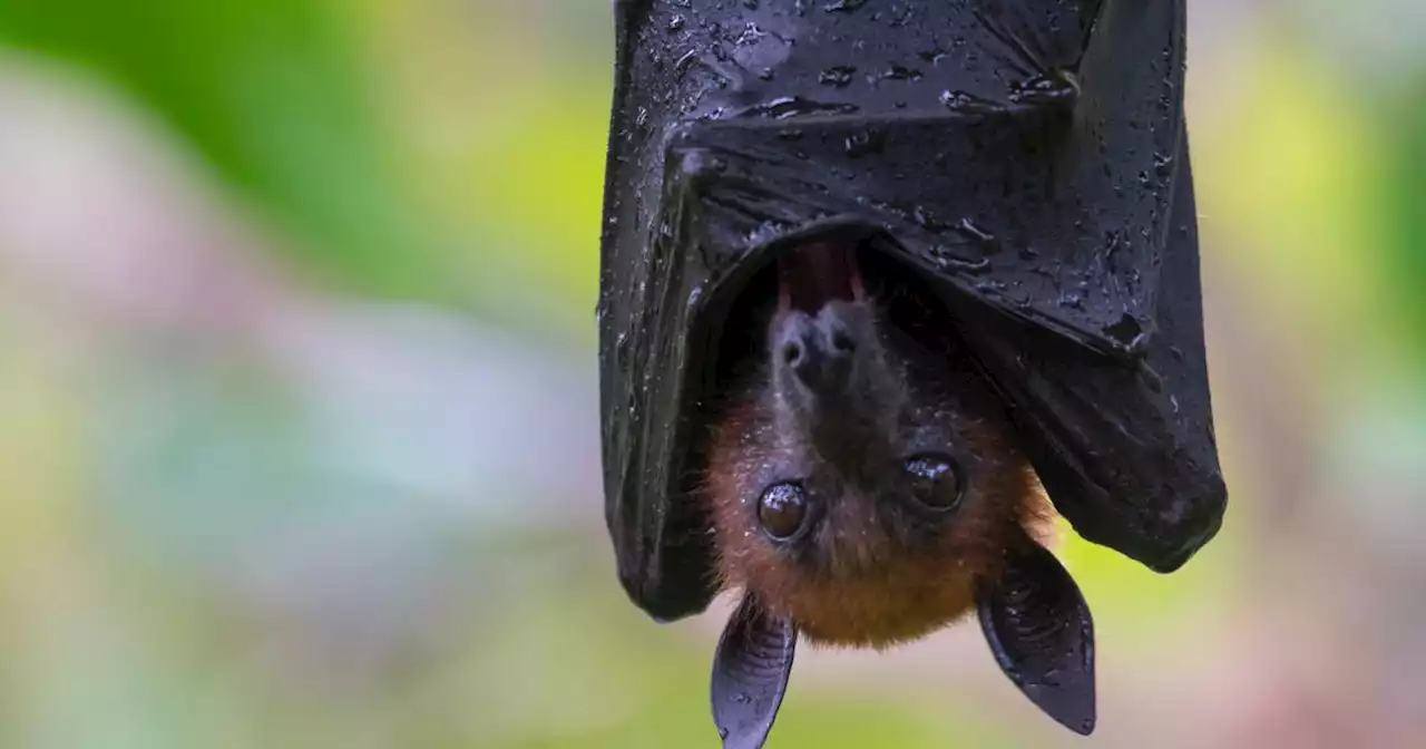 Inde: aucun nouveau cas du virus Nipah n'a été enregistré