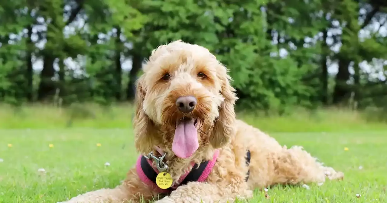 11 Dogs Trust Leeds orphans in need of a forever home