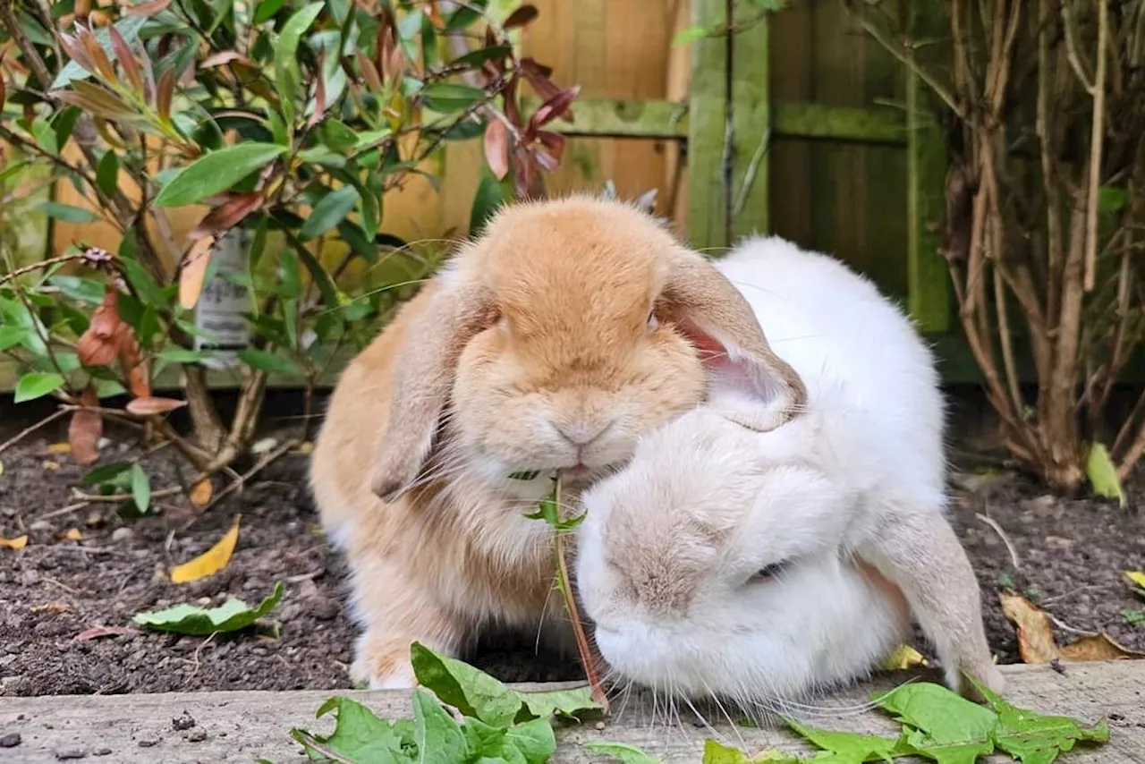 17 seriously adorable photos of bunnies owned by people in Leeds