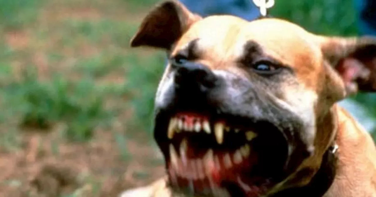 Dog attacks in Lancashire soar by nearly 50%, police figures show