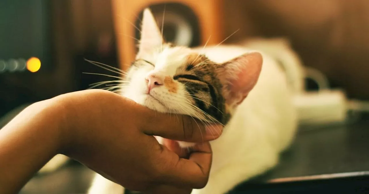 Scientists unravel mystery of why cats purr