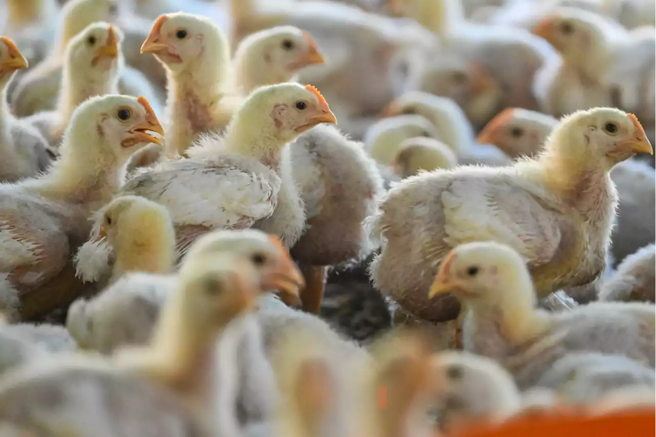 US poultry supplier to expand local network, operations